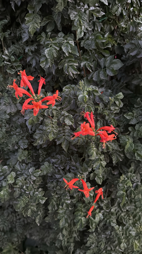 Cape Honeysuckle