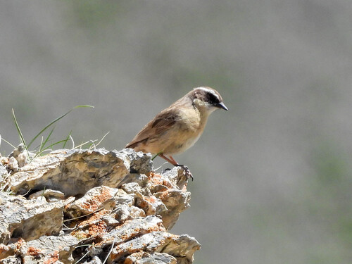 Brown Accentor (Prunella fulvescens), photo 5