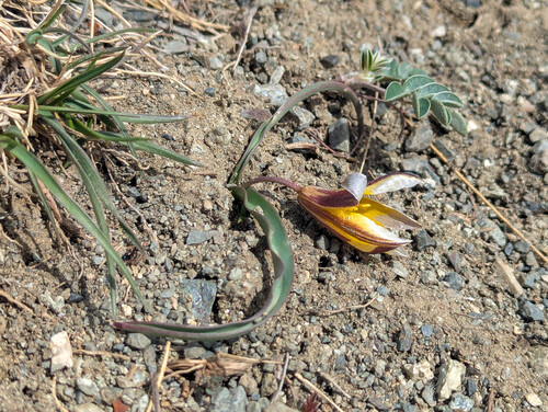 Tulipa uniflora, photograph 2