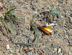 (c) Tom Field, some rights reserved (CC BY) Tulipa uniflora, photograph (c) Tom Field, some rights reserved (CC BY)