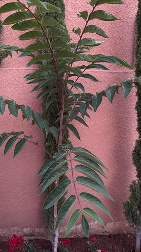 tree-of-heaven