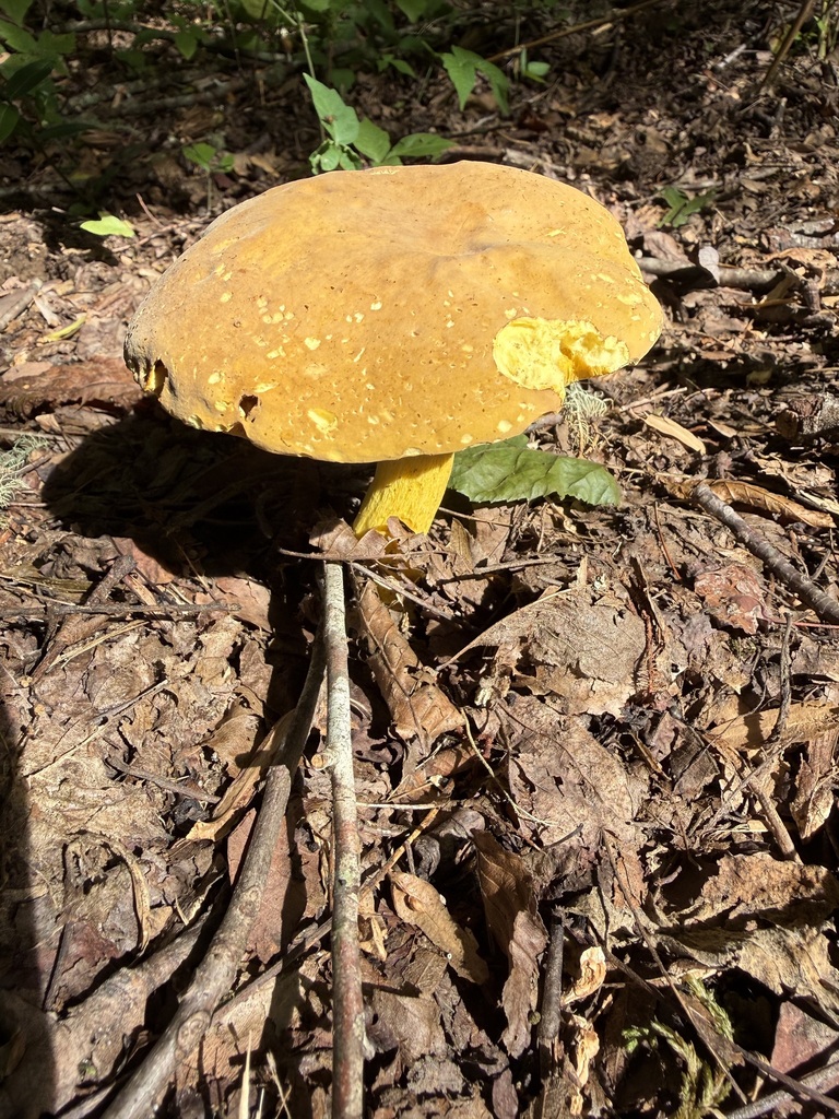 butter-foot bolete · July 2026 · photo: Photo: (c) ladyjanaye, some rights reserved (CC BY) · iNaturalist