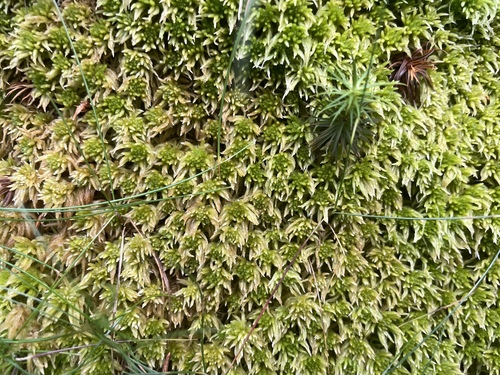 Sphagnum quinquefarium observed 2026-07-16