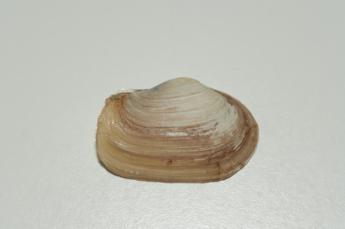 Mya truncata observed 2026-07-21