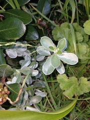 Podalyria sericea