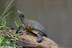 Trachemys venusta