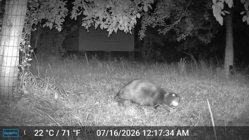 animal observation 3