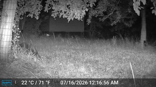 animal observation 2