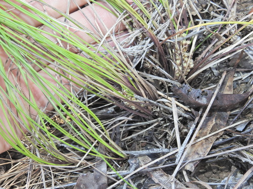 Lomandra filiformis, photograph 5