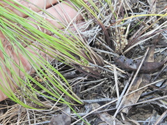 Lomandra filiformis, photograph (c) Scott W. Gavins, some rights reserved (CC BY)