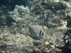 Acanthurus leucopareius