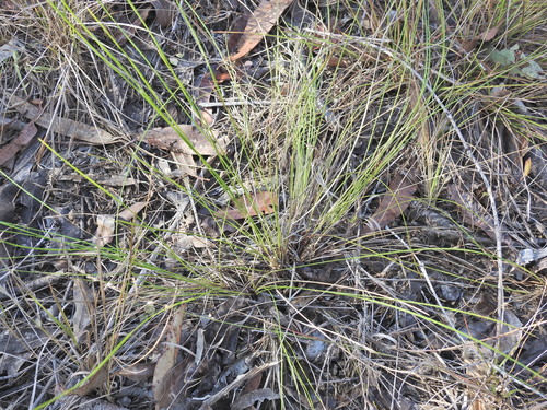 Lomandra filiformis, photograph 6