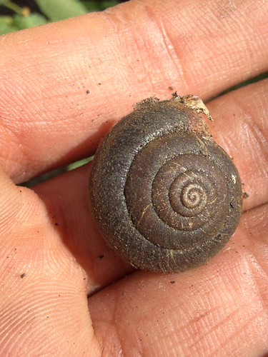 Monadenia mormonum loweana