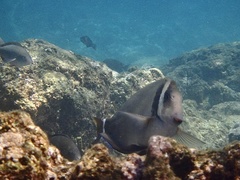 Acanthurus leucopareius