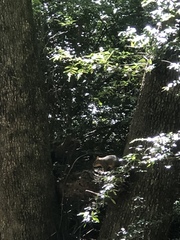 Sciuromorpha