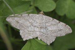 Macaria aequiferaria