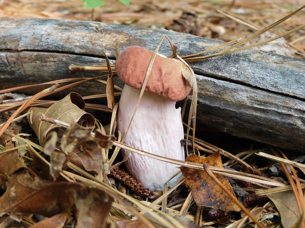 lilac bolete · July 2026 · photo: Photo: (c) AConfer, some rights reserved (CC BY) · iNaturalist
