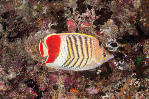 Crown Butterflyfish — seen at this dive site