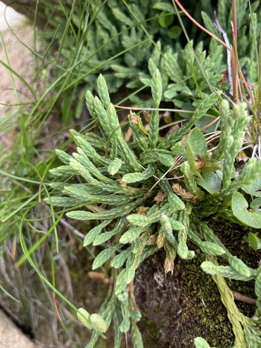 alpine clubmoss