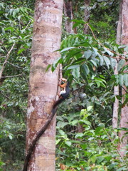 Callosciurus prevostii