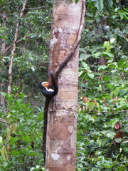 Callosciurus prevostii