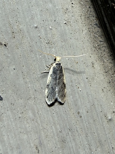 Hoplostega ochroma