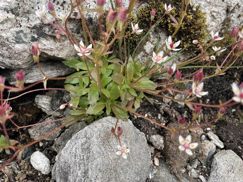 Hairy Kidney-wort