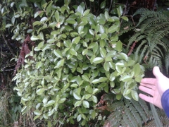 Ascarina lucida lucida