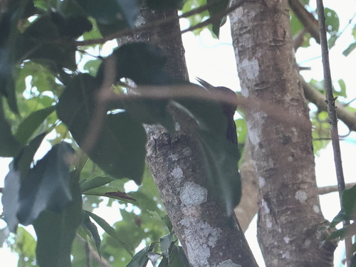 Okinawa Woodpecker (Dendrocopos noguchii), photo 3