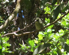 Chlorodrepanis virens virens