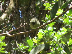 Chlorodrepanis virens virens