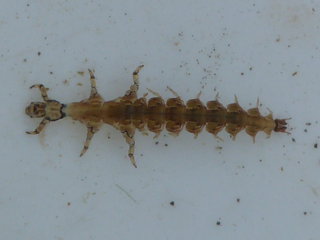 Rhyacophila loxias