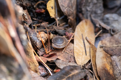 Reed's Mountain Woodlandsnail