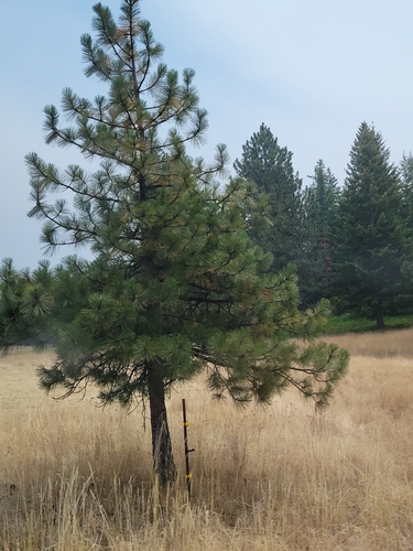 North Plateau Ponderosa Pine