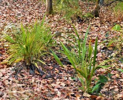Phoenix acaulis