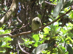 Chlorodrepanis virens virens