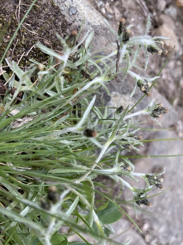 Alpine Cudweed