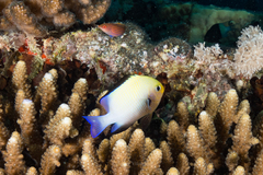 Dascyllus marginatus