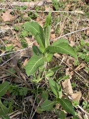 Triosteum