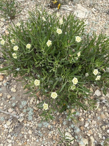Edwards plateau five-eyes