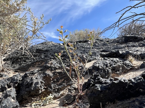 Hairypod Pepperweed