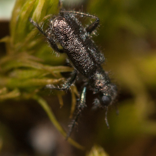 Phyllobaenus scaber
