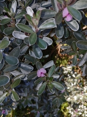Podalyria sericea, photograph (c) naturewatchwidow, some rights reserved (CC BY)