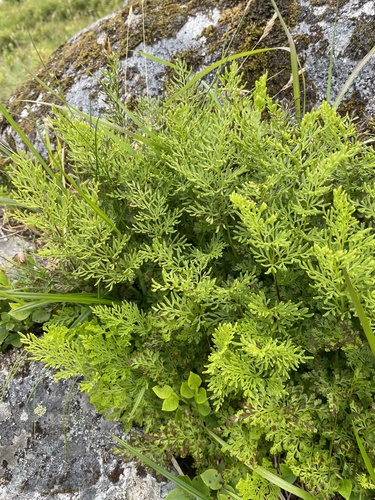 parsley fern