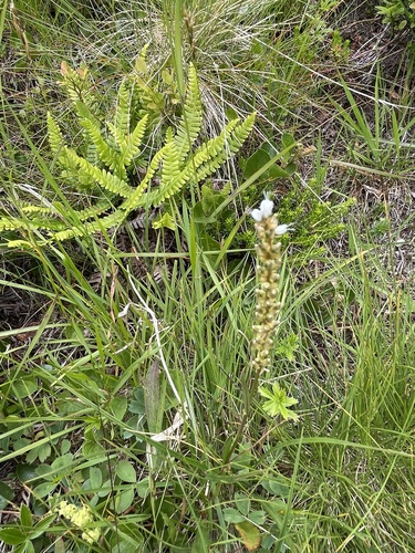 alpine bistort