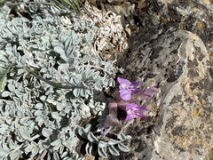 Astragalus utahensis