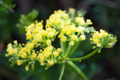 Lomatium utriculatum