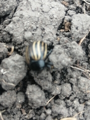 Leptinotarsa melanothorax