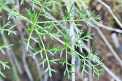 Lomatium utriculatum