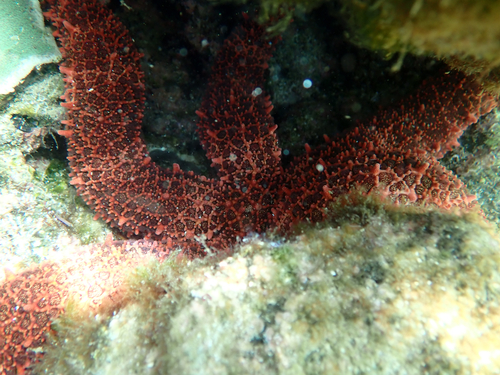 Mithrodia bradleyi observed 2026-07-19